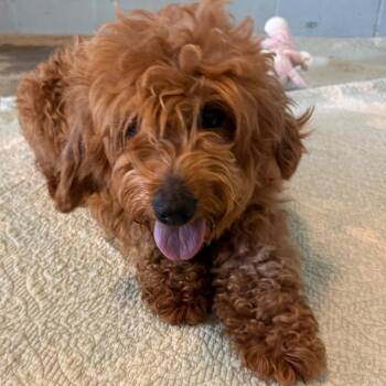 Mixed Breed Dogs Available for Adoption in Loxahatchee Groves, Florida - Patty 5826 | PetCurious