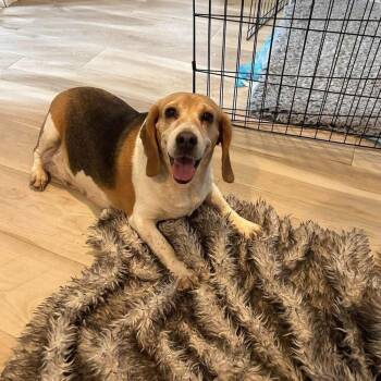 Julie -  Beagle Dog for Adoption in Groveland, Massachusetts - Julie | PetCurious