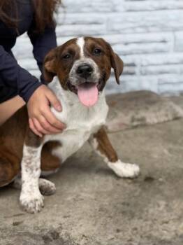 Mastiff and Mixed Breed Dogs Available for Adoption in Morton Grove, Illinois - Onyx | PetCurious