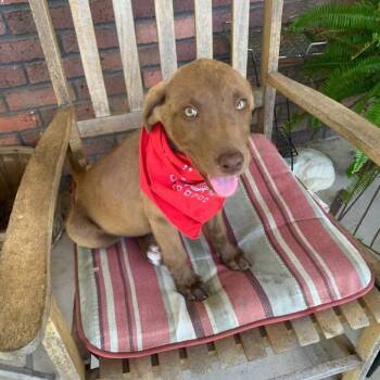 Violet -  Mixed Breed Dog for Adoption in Shorewood, Illinois - Violet | PetCurious