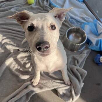 Fling -  Mixed Breed Dog for Adoption in Bentonville, Arkansas - Fling | PetCurious