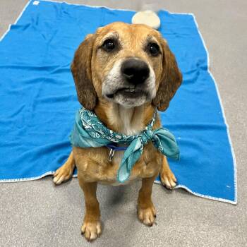 Mixed Breed Dogs Available for Adoption in Canal Winchester, Ohio - Luigi | PetCurious