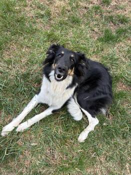 Khaleesi -  Border Collie Dog for Adoption in Culpeper, Virginia - Khaleesi | PetCurious