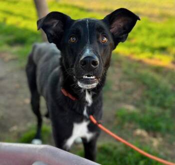Syrus -  Mixed Breed Dog for Adoption in Portland, Oregon - Syrus | PetCurious