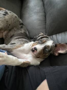 Bandit -  Mixed Breed Dog Available for Adoption in Chattanooga, Tennessee - Bandit | PetCurious