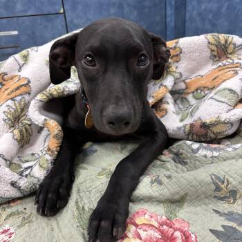 Mimi -  Labrador Retriever Dog for Adoption in Park Forest, Illinois - Mimi | PetCurious
