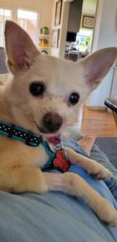 Chihuahua Dogs Available for Adoption in San Diego, California - Gem | PetCurious