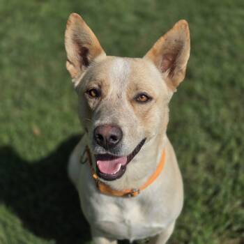 Lynn -  American Staffordshire Terrier and Boxer Dog for Adoption in Mansfield, Texas - Lynn | PetCurious