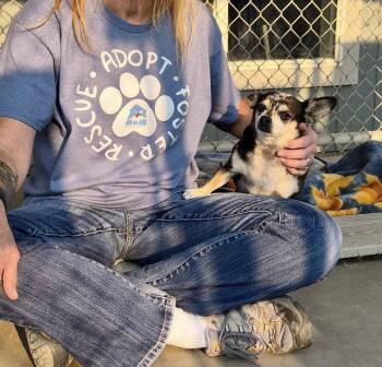 Rueben -  Chihuahua Dog for Adoption in Emmett, Idaho - Rueben | PetCurious