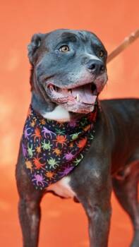 DIESEL -  Terrier Dog for Adoption in Pegram, Tennessee - DIESEL | PetCurious
