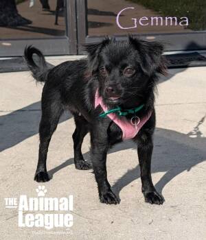 Gemma -  Chihuahua and Tibetan Spaniel Dog for Adoption in Groveland, Florida - Gemma | PetCurious