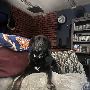 Mixed Breed Dogs Available for Adoption in Moravia, New York - Peyton | PetCurious
