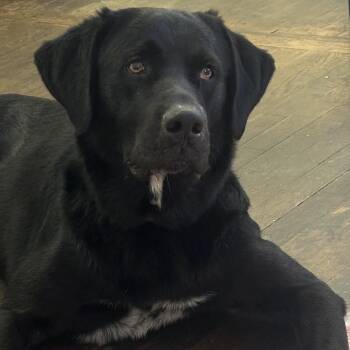 Scout -  Black Labrador Retriever Dog for Adoption in Montgomery, Alabama - Scout | PetCurious