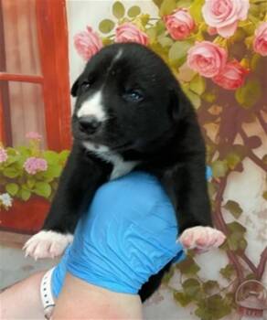 Pit Bull Terrier Dogs Available for Adoption in San Bernardino, California - OPHELILA | PetCurious