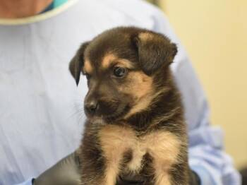 Elsa -  Shepherd Dog for Adoption in Portland, Oregon - Elsa | PetCurious