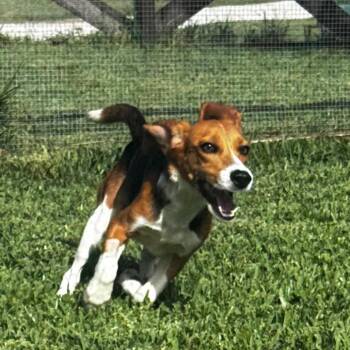Peppa 7164 -  Beagle Dog for Adoption in Loxahatchee Groves, Florida - Peppa 7164 | PetCurious