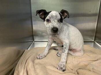 CALVIN -  American Staffordshire Terrier and Mixed Breed Dog for Adoption in Grand Prairie, Texas - CALVIN | PetCurious