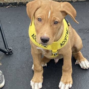 Rescue Labrador Retriever Dogs for Adoption in South Elgin, Illinois - Crosby | PetCurious