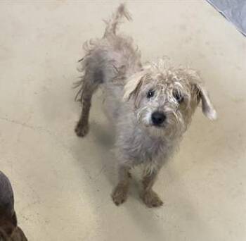 BLUE -  Poodle Dog for Adoption in Santa Cruz, California - BLUE | PetCurious