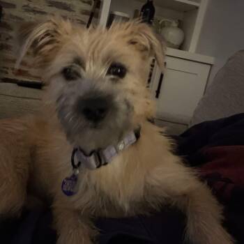 Candy -  Terrier Dog for Adoption in Elkton, Maryland - Candy | PetCurious