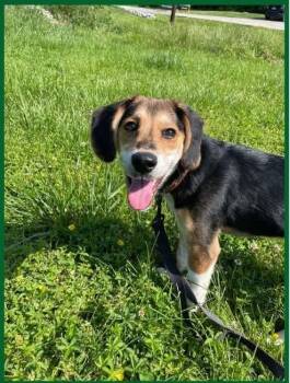 Beagle Dogs Available for Adoption in Newport, Kentucky - Tilly | PetCurious