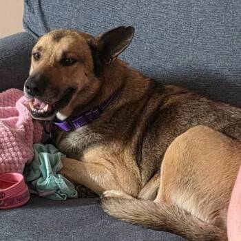 Candy -  German Shepherd Dog Dog for Adoption in Tulsa, Oklahoma - Candy | PetCurious