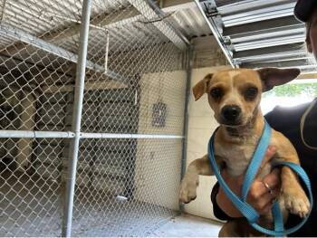 Mixed Breed Dogs Available for Adoption - A2329641 | PetCurious