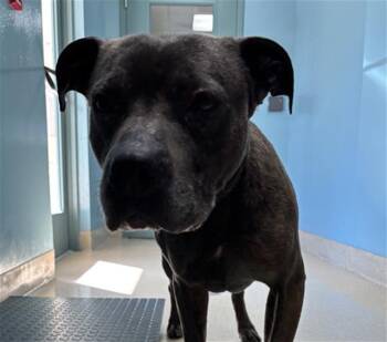 Pit Bull Terrier and Mixed Breed Dogs Available for Adoption in Newton, North Carolina - HARLEY | PetCurious