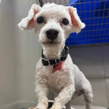 Harry Styles 54463 -  Miniature Poodle Dog for Adoption in Las Vegas, Nevada - Harry Styles 54463 | PetCurious