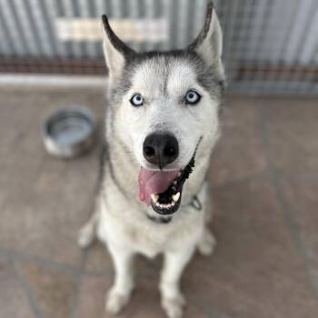 Husky Dogs Available for Adoption in Burbank, California - Brandybuck | PetCurious