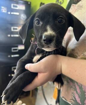 Rescue Coonhound Dogs for Adoption in Cleveland, Tennessee - Lexus | PetCurious