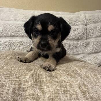 Cleo - available for adoption -  Miniature Schnauzer and Chihuahua Dog for Adoption in Tustin, California - Cleo - Available For Adoption | PetCurious