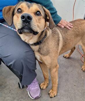 Mixed Breed Dogs Available for Adoption - HERSHEY | PetCurious