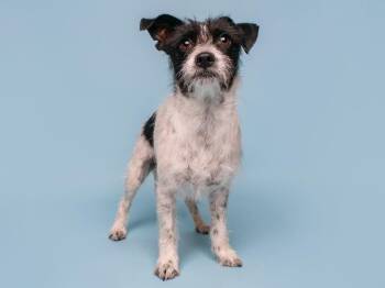 Spumoni -  Parson Russell Terrier Dog for Adoption in Palo Alto, California - Spumoni | PetCurious