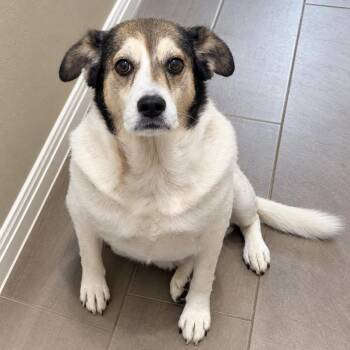 Sora -  Mixed Breed Dog for Adoption in Corpus Christi, Texas - Sora | PetCurious