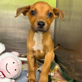 Mandy -  German Shepherd Dog and Mixed Breed Dog for Adoption in Austin, Texas - Mandy | PetCurious