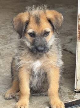 Terrier and Mixed Breed Dogs Available for Adoption in Fort Worth, Texas - Southall | PetCurious