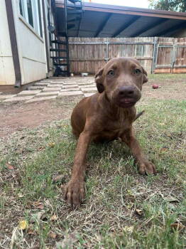 Rescue Chocolate Labrador Retriever Dogs for Adoption in Newport, New Hampshire - Cocoa | PetCurious