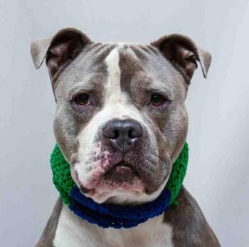 Terrier Dogs Available for Adoption - Duke | PetCurious