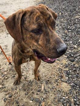 Rescue Pit Bull Terrier Dogs for Adoption in Casper, Wyoming - QUINCY | PetCurious