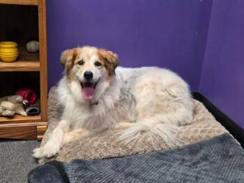 Beryl -  Great Pyrenees Dog for Adoption in Nashville, Tennessee - Beryl | PetCurious