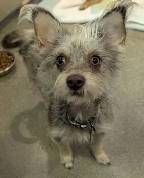 Yorkshire Terrier and Miniature Schnauzer Dogs Available for Adoption - Mariposa | PetCurious