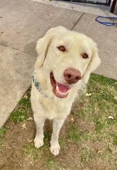 Rescue Golden Retriever and Mixed Breed Dogs for Adoption in Tulsa, Oklahoma - SCOTTLAND | PetCurious