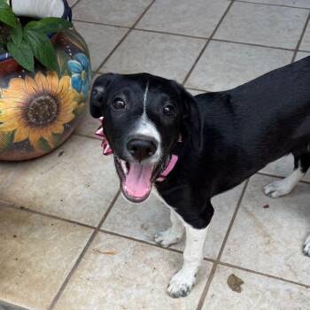 Chloe -  Labrador Retriever Dog for Adoption in Sherwood, Oregon - Chloe | PetCurious