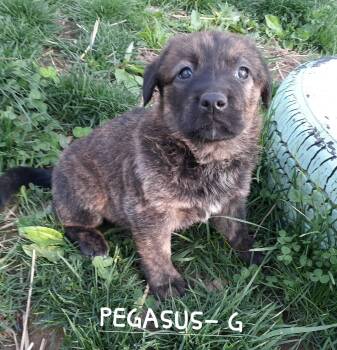German Shepherd Dog and Dutch Shepherd Dogs Available for Adoption in Sparta, New Jersey - Pegasus | PetCurious