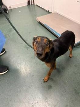 Teddy -  Mixed Breed Dog for Adoption in Fort Worth, Texas - Teddy | PetCurious