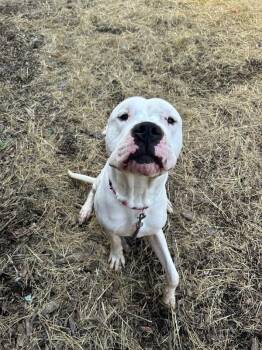 Dante -  Mixed Breed Dog for Adoption in Cincinnati, Ohio - Dante | PetCurious