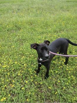 Rescue Boxer and Black Labrador Retriever Dogs for Adoption in Jacksonville, Texas - Dimos | PetCurious