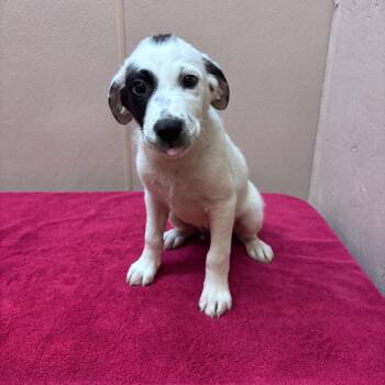 Ochi -  Border Collie and Labrador Retriever Dog for Adoption in Watertown, Connecticut - Ochi | PetCurious