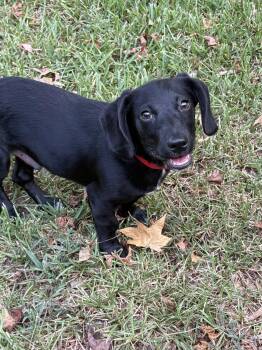 Scooter Lonestar -  Dachshund Dog for Adoption in Rockaway, New Jersey - Scooter Lonestar | PetCurious